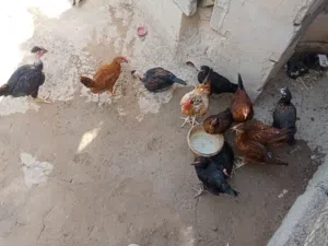 دجاج للبيع اقره الوصف