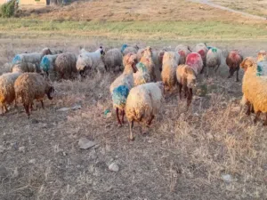 عروض اغنام للبيع