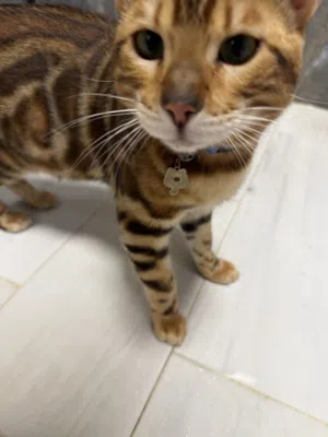 قط بنغالي ذكر bengal cat male