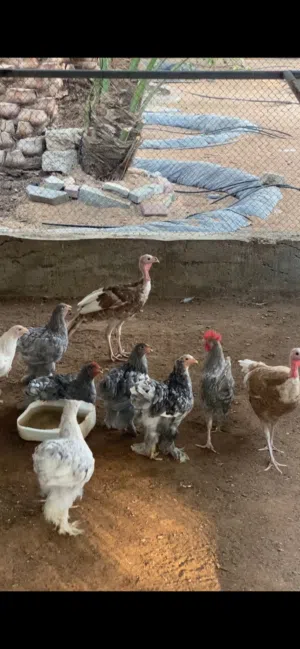 دجاج رومي ودجاج براهما زينة