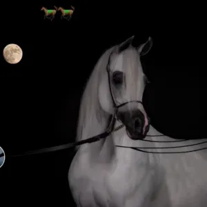 ابراهيم محمد نبالي 