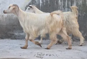 للبيع غنم من حلال جواميد حلال طيب ماشاء الله فرصه الي يدور شي زين ماعليهن كلام مد وشور ذكر الله عشار