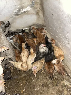 دجاج عماني للبيع