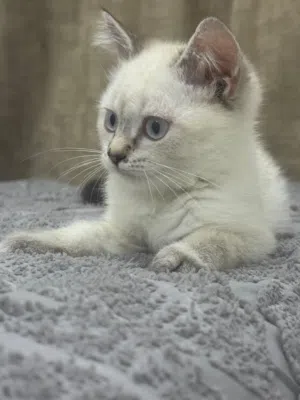 قطه هملايا انثى
