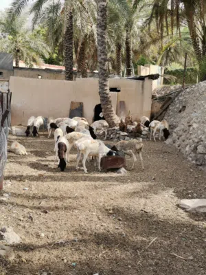أغنام للبيع