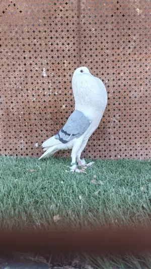 متاح فحل ابو فراخ بالصلاة عالنبي