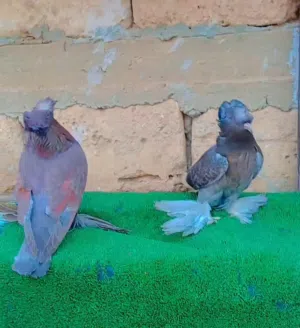 حمام استرالي