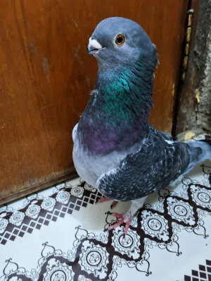 فحل اقجم للبيع او مراوس بنثية اقجم