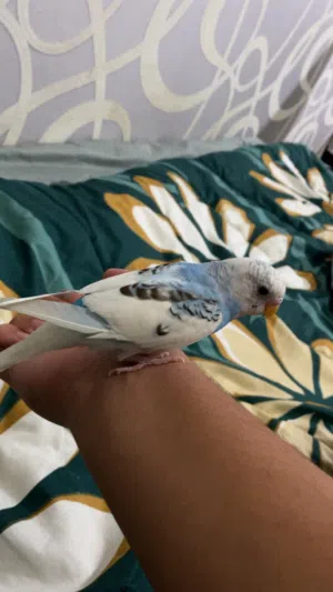 طير بادجي ربوه