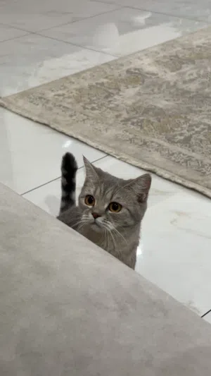 قط بريتش شورت هير للبيع ( انثى )