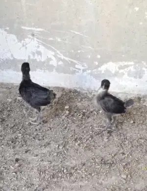 زوج افراخ عرب. العمر سبوعين