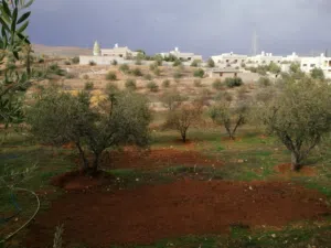 Farm Land for Sale in Amman Shafa Badran