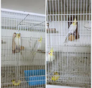 للبيع زوجين كوكتيل لاتينو شرط حجم وصحه ونظافه    تواصل واتساب