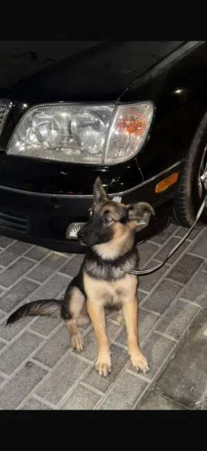 جيرمن هاسكي german husky mix