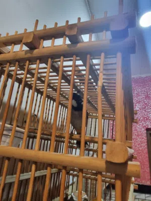 بلبل ربه قفص