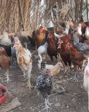 مطلوب مندوب توصيل دجاج الى مسقط