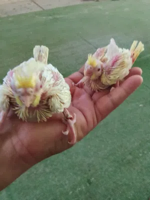 افراخ كوكتيل لاتينو عيون حمر