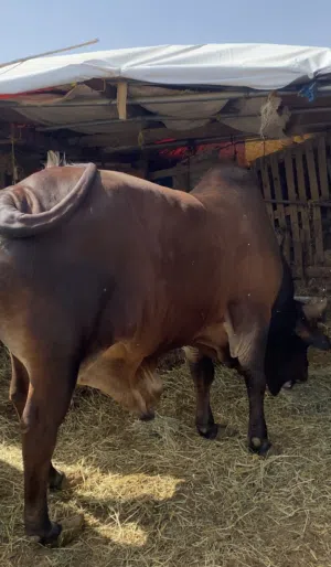 ثيران للبيع صومالي ،إثيوبي.