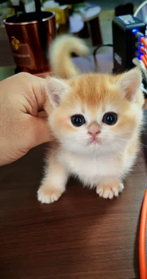 برتش قولدن شانشيلا قطط British shanshila kitten