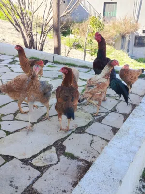 متاح بيض باكستاني خط اول