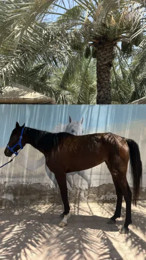فرس عربية للبيع