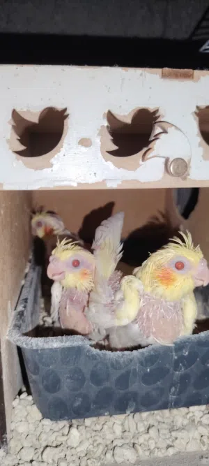 كوكتيل ترويض للبيع العمر  شهر