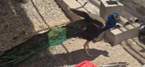 طاووس مع صيصان