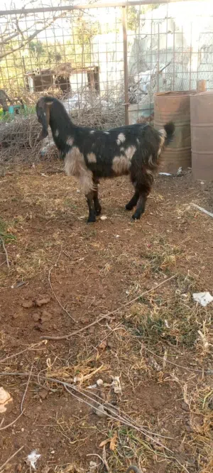 عنز للبيع سن ريشت الحبه