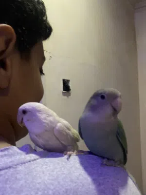 زوج لافبيرد منتج ذكر لافبيرد سليت وانثى لافبيرد البينو عيون حمرا انتاج خرافي اليفين بصحة ونشاط ممتاز