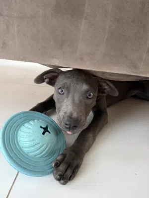 American Bully Classic adoption