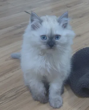 قط ذكر رصاصي  قط ذكر ابيض العمر 3 شهور