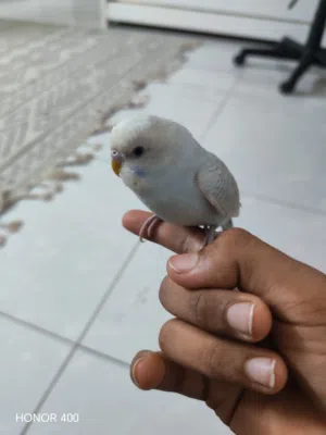 طير البادجي التفاصيل في الوصف