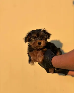 يوركشاير مميز وسوبر ميني .بسعر مغري.حجم صغير جدا جدا..جميع المطاعيم