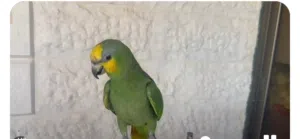 ببغاء اورانغ وينغ