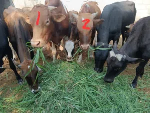 للبيع عجل آيرشاير عدد 2