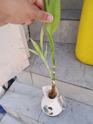 Indoor plant  3 BD