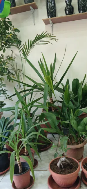 زريعة داخلية وقواوير وبذور