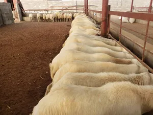 Sheep0