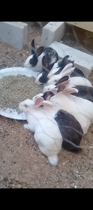 اناثي بلدي عدد 9