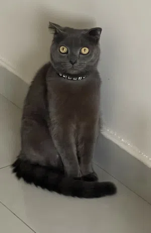 للتزاوج / ذكر / سنه ونص / سكوتش ستريت Scotch Cat for mating