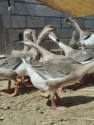 بط كوبرا فول يرهمن جني وذبح عدد 9بطات وصف