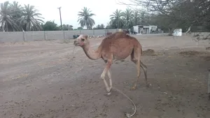 ‏جمال‏2