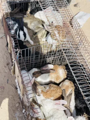 ارانب للبيع