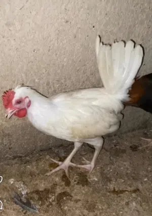 ديج افرك عمر 3 اشهر