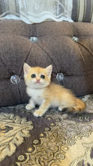 قطط سكوتش ستريت جولدن