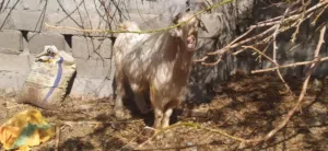 تيس ذبيحه او تربية من حلال الدار