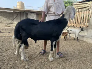 نجدي صنف معرف