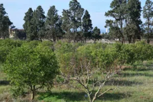 Farm Land for Sale in Algeria Other