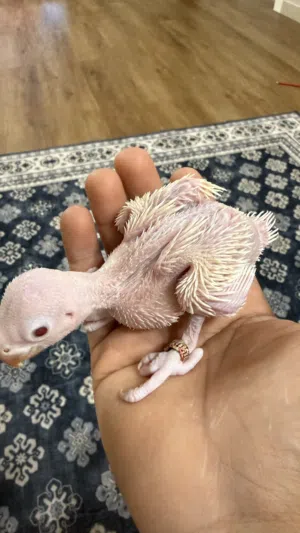 للبيع فروخ دره