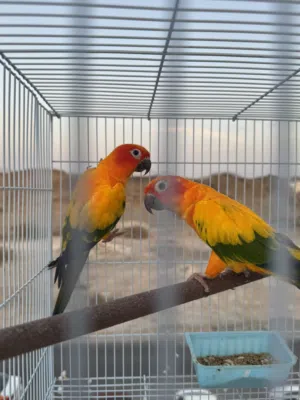 للبيع زوج صن كنيور منتج بكامل الملحقات Sun Conure